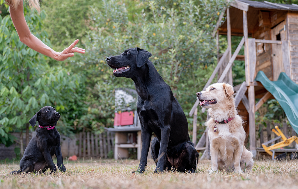 How Long Can You Leave a Dog Home Alone?