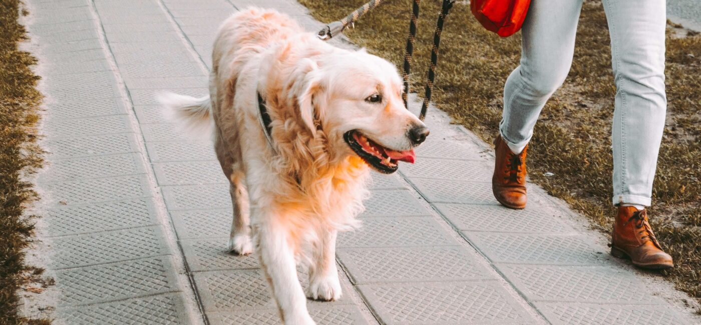 How to Tell If Your Dog is Overweight