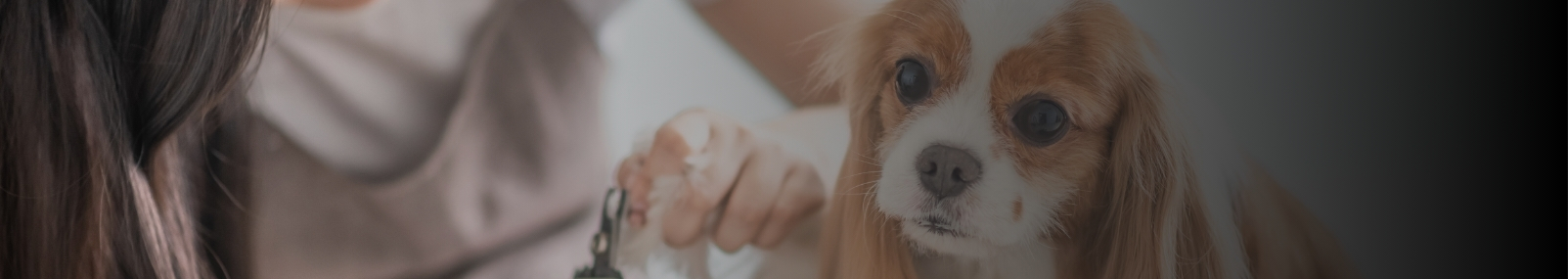 https://bdwa.us/wp-content/uploads/2024/11/Groomer.jpg