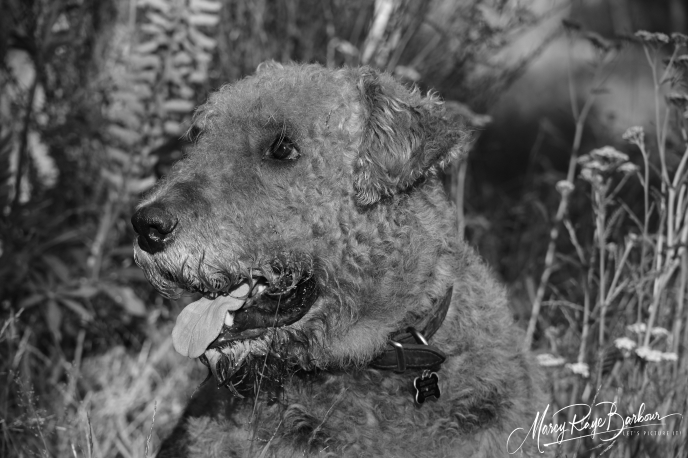 Case By Case Pet Services