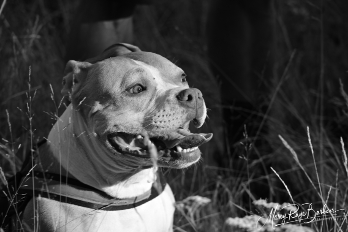 Case By Case Pet Services
