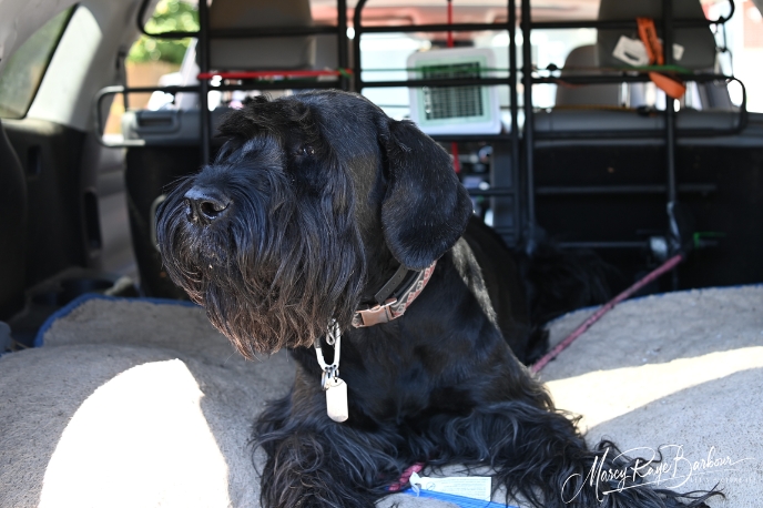 Case By Case Pet Services