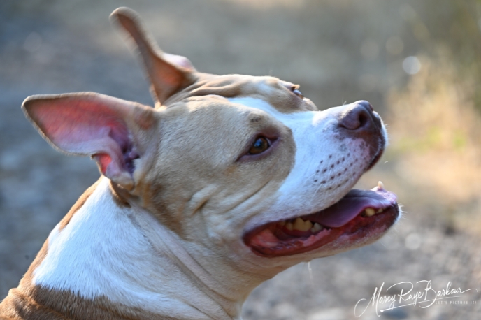 Case By Case Pet Services
